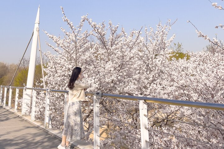 Chasing Cherry Blossom & Spring Flowers Day Tour from Seoul - Photo 1 of 22
